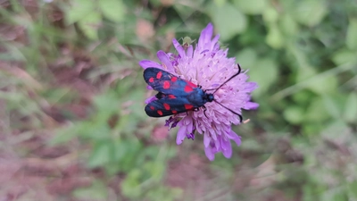 Widderchen genießt eine Blüte.  (Bild: Irene Friedrich)