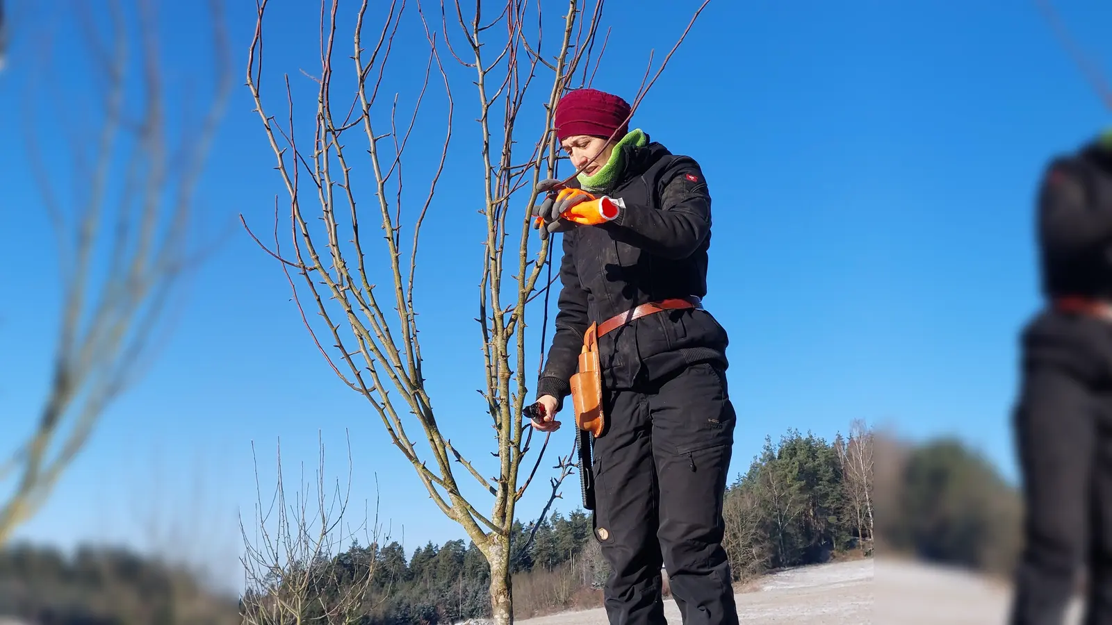 Baumwartin Katharina Hage beim Schneiden eines Obstbaumes (Bild: Doris Burger)