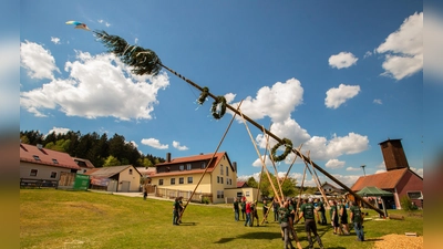 Aufstellen des Maibaums mit Schwalben. (Bild: Johannes Breitschaft)