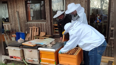 Die Imker bei der Arbeit am Lehrbienenheim in der Böhmerwaldstraße. (Bild: Annemarie Mösbauer)
