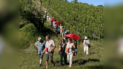 Die Teilnehmer bei der Weinwanderung auf dem Weingut Loos. (Bild: Kerstin Bodendörfer)